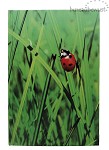 boek 'Lieveheersbeestje'
